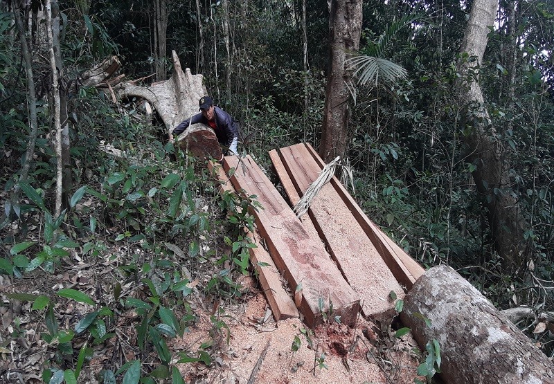 Phát hiện một vụ phá rừng quy mô lớn ở Gia Lai  - ảnh 4