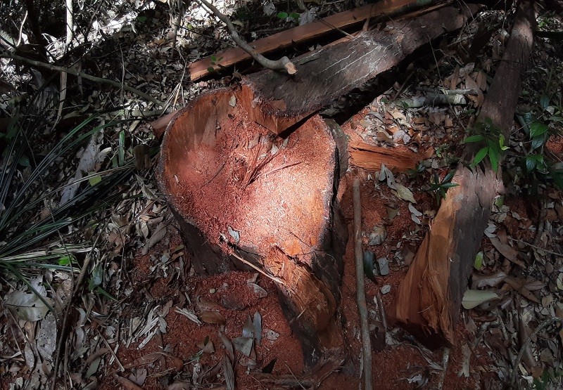 Phát hiện một vụ phá rừng quy mô lớn ở Gia Lai  - ảnh 5