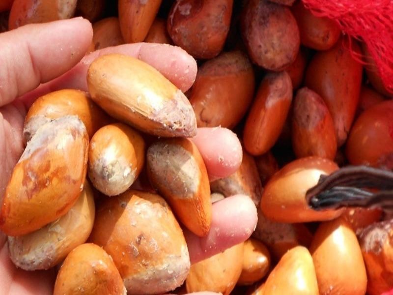 Hạt sầu riêng được thu mua gía cao hơn... quả - ảnh 1