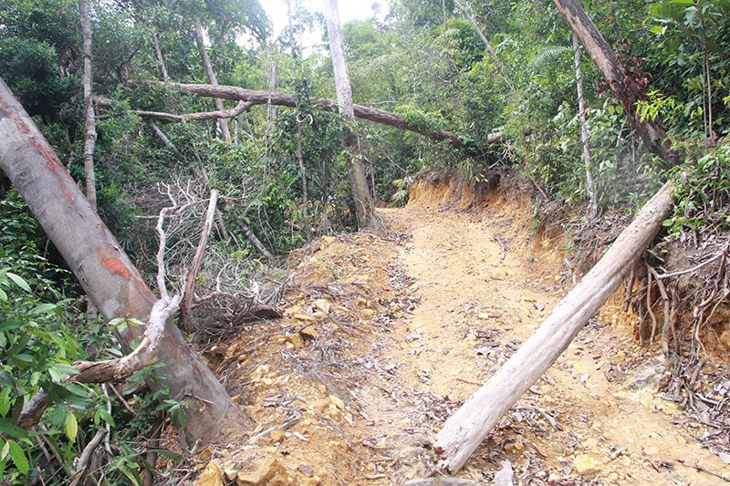 Phú Yên: Điều tra mở rộng, phát hiện thêm vụ phá rừng 'khủng' - ảnh 4