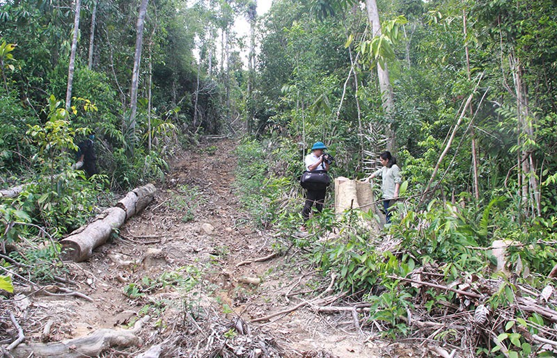 Phú Yên: Điều tra mở rộng, phát hiện thêm vụ phá rừng 'khủng' - ảnh 5