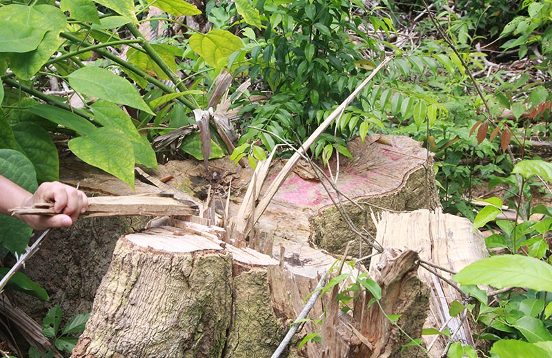 Phú Yên: Điều tra mở rộng, phát hiện thêm vụ phá rừng 'khủng' - ảnh 3