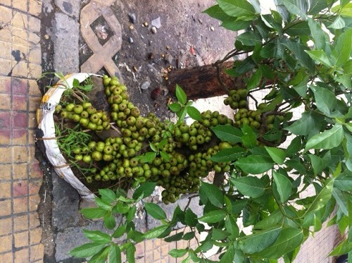 Kết quả hình ảnh cho cây sung bonsai