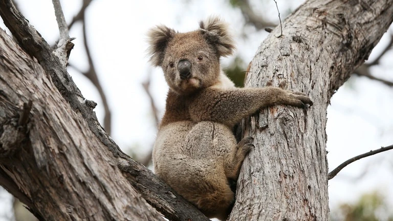 Tranh cãi gay gắt chuyện Úc an tử hàng trăm gấu túi koala sau cháy rừng