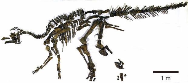 Hóa thạch bộ xương của loài khủng long Kamuysaurus japonicus. Ảnh: CBS NEWS