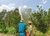Nguy cơ cháy rừng tại miền Tây ở mức 'cực kỳ nguy hiểm'