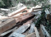 Bắt trạm trưởng bảo vệ rừng Đại Ninh vì bao che phá rừng