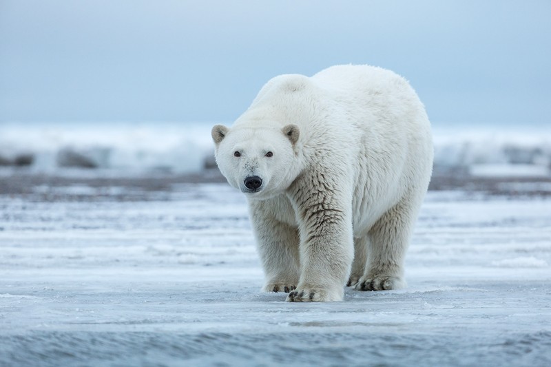 Image result for Gấu Bắc cực