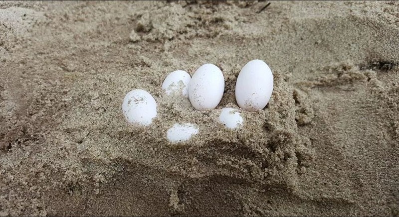 Kỳ lạ trăn cái 62 tuổi đẻ 7 trứng dù không có trăn đực - ảnh 2
