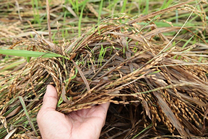 Ninh Thuận: Mưa lớn gây thiệt hại cho người trồng lúa - ảnh 3