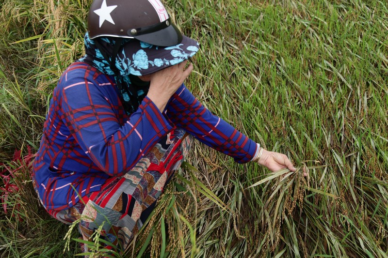 Ninh Thuận: Mưa lớn gây thiệt hại cho người trồng lúa - ảnh 2