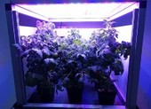 Sẽ có một vườn rau trên trạm vũ trụ ISS