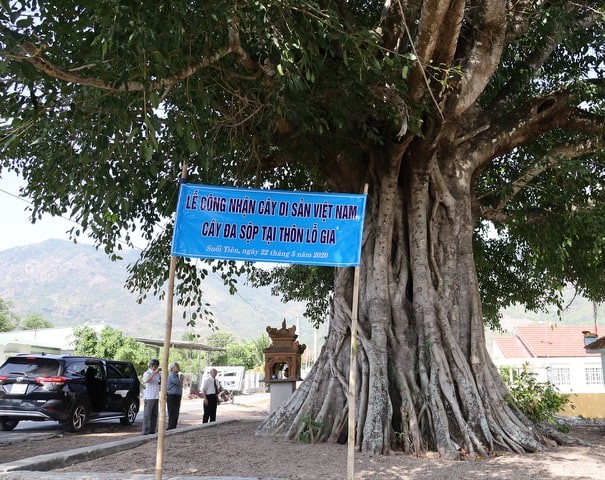Công nhận thêm 5 cây di sản tại Khánh Hòa - ảnh 2