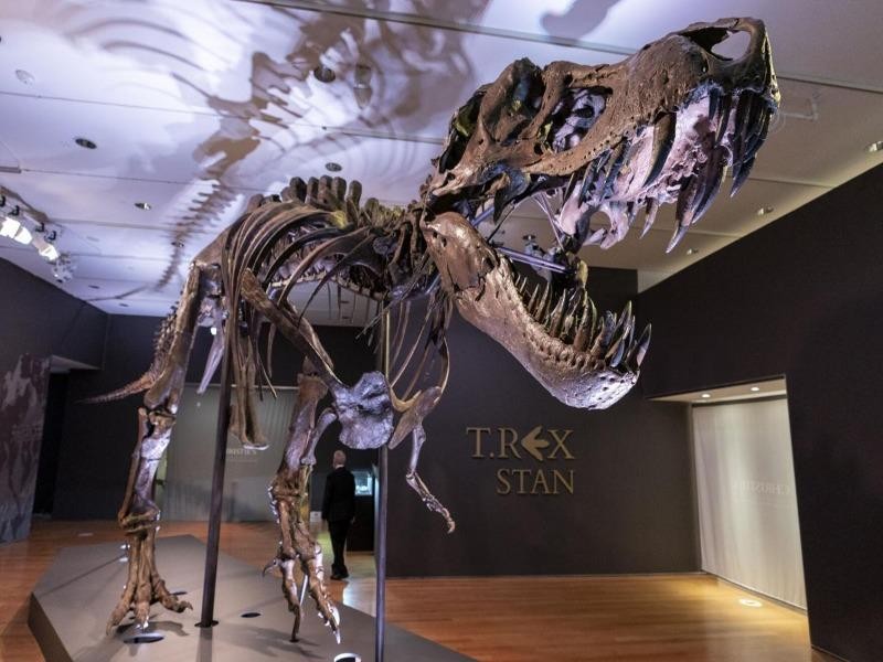 Sắp đấu giá hóa thạch T-Rex hoàn chỉnh nhất thế giới  - ảnh 1