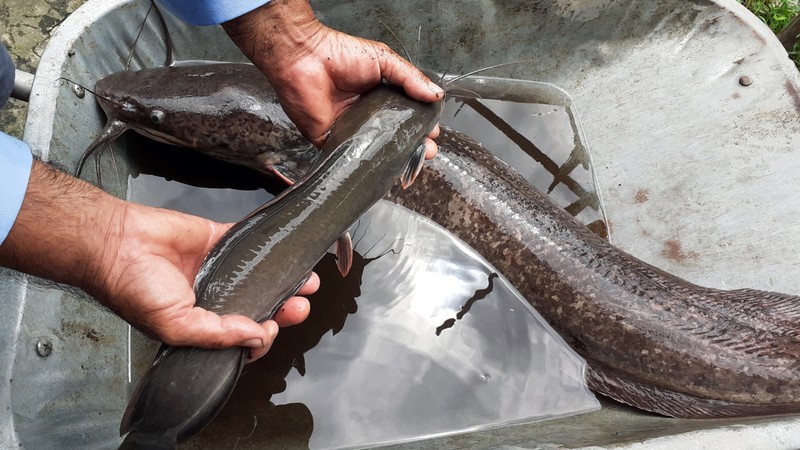 Một nông dân Hậu Giang bắt được cá trê 'khủng' dài hơn 1 mét - ảnh 1