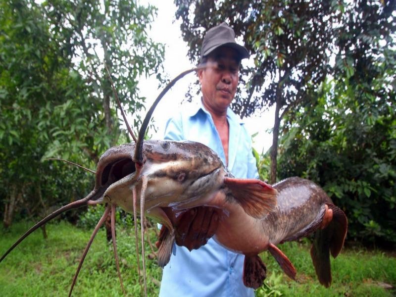 Một nông dân Hậu Giang bắt được cá trê 'khủng' dài hơn 1 mét - ảnh 2