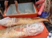 Ngư dân Cà Mau bắt được cặp cá sủ vàng 70 kg