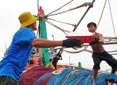 Chùm ảnh: Ngư dân cảng cá Bình Định tất tả chạy bão số 9