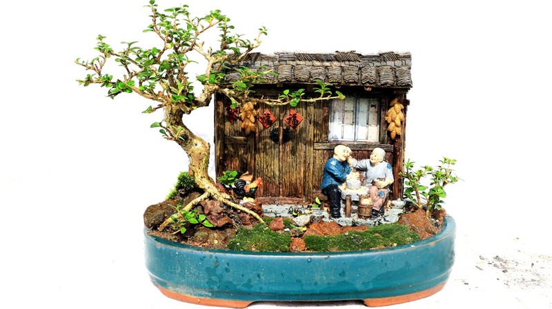 Gặp người sở hữu bộ sưu tập bonsai mini kỷ lục thế giới  - ảnh 2