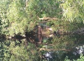 Bình Tân: Người đàn ông chết trong tư thế treo cổ ở lùm cây