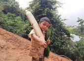 Người dân Trà My hái gần 10 tấn rau rừng gửi vùng dịch Đà Nẵng