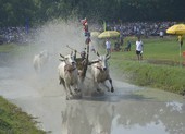 Tưng bừng lễ hội đua bò Bảy Núi