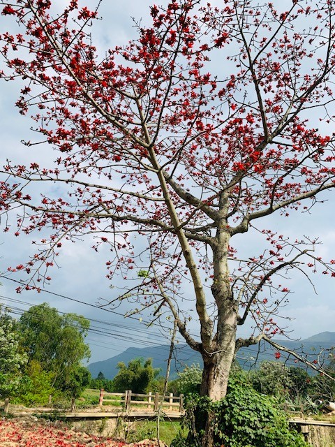 Đi tìm mùa hoa gạo bỏ quên ở núi rừng Quảng Nam  - ảnh 2