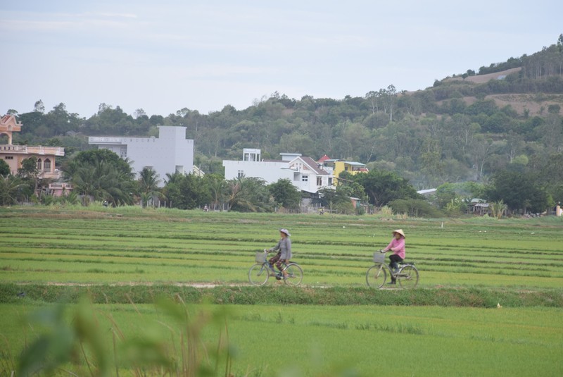 Đường làng êm đềm in dấu tuổi thơ - ảnh 1