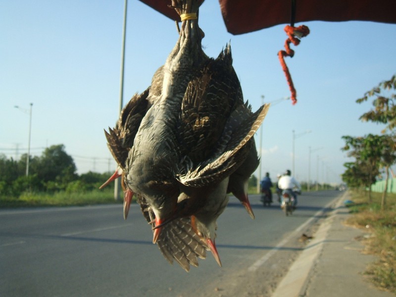 Thưa dần tiếng chim hót ở Sài thành - ảnh 4