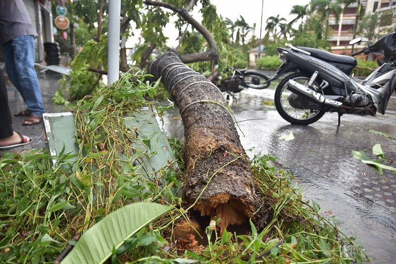 Thừa Thiên - Huế cây đổ hàng loạt, có người bị thương - ảnh 2