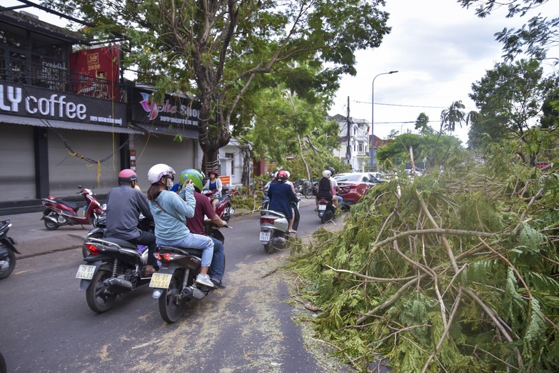 Thành phố Huế ngổn ngang cây đổ sau khi bão quét qua - ảnh 4