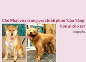 Chó Nhật vừa trúng vai chính phim Cậu Vàng hơn gì chó ta?