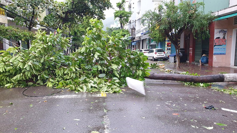 Cảnh tan hoang sau bão số 9 ở TP Quy Nhơn, Bình Định - ảnh 9