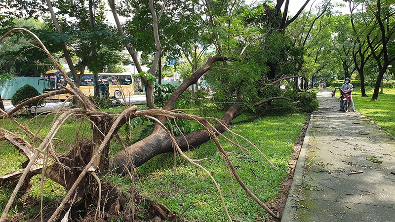 Quận 6: Cây gòn hơn 50 tuổi đổ sập, hai gia đình thoát chết - ảnh 14