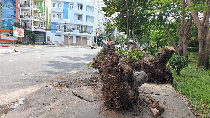 Quận 6: Cây gòn hơn 50 tuổi đổ sập, hai gia đình thoát chết - ảnh 17