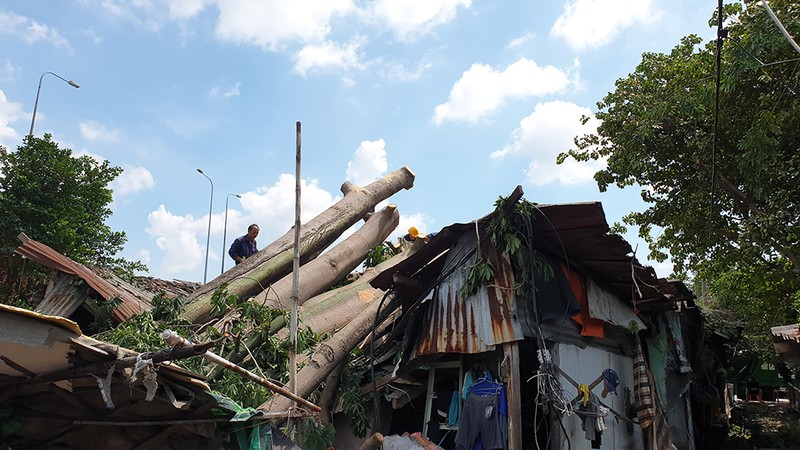 Quận 6: Cây gòn hơn 50 tuổi đổ sập, hai gia đình thoát chết - ảnh 6