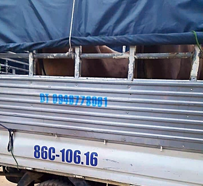 Bắt hai thanh niên dùng xe tải đi trộm bò ở Bình Thuận - ảnh 1