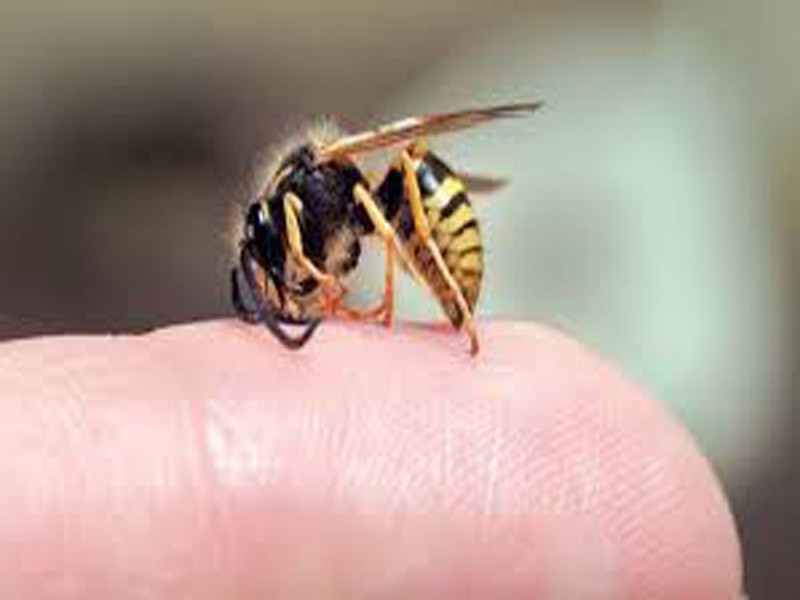 'Thầy lang' chữa bệnh bằng cách cho ong mật đốt làm chết người - ảnh 1