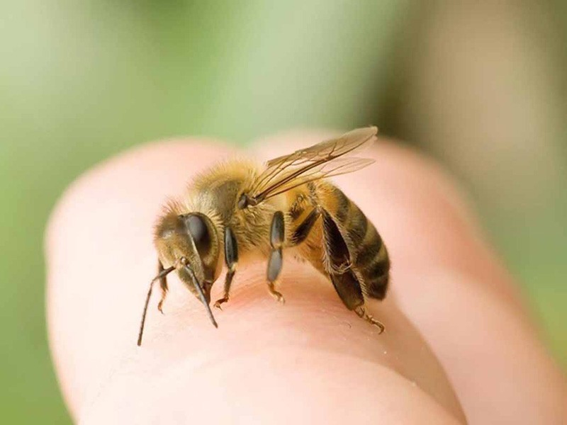 Thầy lang chữa bệnh bằng ong được miễn trách nhiệm hình sự - ảnh 1