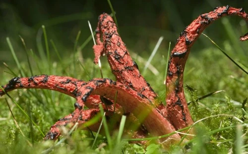 Loài nấm này có hình thù như con bạch tuộc với những xúc tu to dài này có nguồn gốc ở Australia. Không chỉ có hình thù kỳ dị, chúng còn phát ra mùi thịt thối. 4_1382761147.jpg