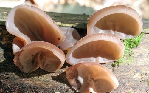 Loài nấm này thường phát triển trên thân gỗ ở những vùng khí hậu ôn đới trên toàn thế giới. Với hình dáng giống tai người bị cắt rời, không ít người ái ngại khi nhìn thấy chúng. Tuy nhiên, loài nấm này vẫn có thể ăn được. 5_1382761373.jpg