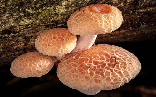Nấm đào nhăn có màu vàng nhạt hoặc hồng, hình dáng tròn giống những quà đào nhưng lại có vô số nếp nhăn bên trên. 9_1382762164.jpg