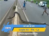 Mở nắp bồn cầu, liền bị trăn phóng ra tấn công ảnh 2 Video: Trăn khủng bò ngang đường, thiên hạ náo loạn