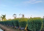 Xuất hiện loài hoa đẹp, độc lạ để chưng tết ở TP.HCM ảnh 10 Thiếu hoa tết vì nhà vườn không dám trồng?