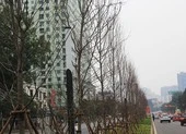 Thay thế toàn bộ cây phong lá đỏ trên đường Nguyễn Chí Thanh ảnh 2 Hà Nội thay cây xanh héo lá sau hai năm thử nghiệm