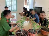 Có nên thành lập lực lượng 'công an xung phong'? ảnh 2 Công an cảnh báo nguy cơ 'sập bẫy' hoa lan đột biến gen