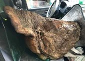 Bắt được cá đuối "khủng" gần nửa tấn ở biển Lý Sơn ảnh 2 Cây nấm chò “khủng” nặng gần 70 kg