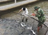 Kiên Giang: Nhiều nơi xuống giống Hè Thu khi đất còn hạn, mặn ảnh 2 Nhức nhối cá tầm 'lạ' từ Trung Quốc tràn vào Việt Nam