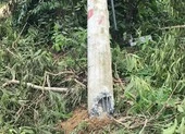 1 Phó Giám đốc Điện lực bị cách chức ảnh 2 Bộ Công Thương nói về chất lượng cột điện bị gãy đổ trong bão