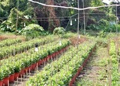 Lão nông miền Tây chong đèn ‘kéo chân’ cho hoa cúc ảnh 4 Sau đại dịch COVID-19, người Sài Gòn chong đèn xuyên đêm mong hoa nở kịp Tết